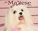 Book Just Maltese