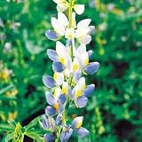 Perennial Seeds - Lupine Sunrise