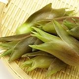 秋ミョウガ5号ポット[秋収穫 高級食材として人気！ミョウガタケも作れる　来秋収穫見込株]