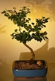 Bonsai Boy's Flowering Lavender Star Flower Bonsai Tree - Large Grewia Occidentalis