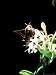 Elephant Hawk Moth, Visiting Honeysuckle, UK Photographic Poster Print by Oxford Scie...