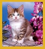 Flower Garden Kitten Bookmark
