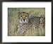 Captive Cheetah (Acinonyx Jubatus), Namibia, Africa Animals Framed Art Poster Print by Steve & Ann Toon, 22x18