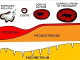 Corpus Luteum Ovum Fertilized Endometrium Photographic Poster Print, 24x18
