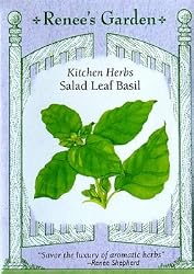 Basil Salad Leaf Seeds 500 Seeds
