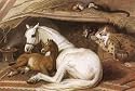 Arab Tent by Sir Edwin Henry Landseer Art Print Poster 28 x 25