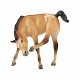 Buttercup - Appaloosa Foal 
