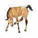 Breyer Traditional Buttercup - Appaloosa Foal