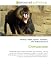 Chimpanzee: Chimpanzee, Ape, Primate cognition, Nim Chimpsky, Tool use by animals, Great ape language, Laughter in animals, List of fictional apes, Gorillas ... Great ape personhood, Bonobo, Silvery Gibbon