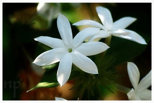 20 White Arabian Jasmine (Jasminum Sambac)