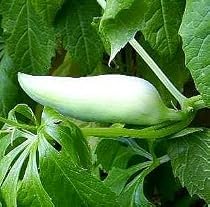 Lady's Slipper Vine 5 Seeds