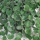 Dichondra seeds - Dichondra Emerald Falls