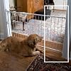 Cardinal Pet Gates 12.5-Inch Extension, White