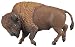 Bison