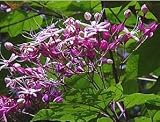 Japanischer Losbaums - Clerodendrum trichotomum - Samen