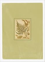 Ferns Postal Cards: 24 Postal Cards
