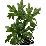 PETCO Brook Evergreen Betta Plant Color:Green
