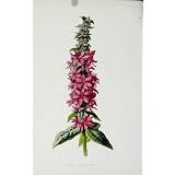 紫色の緩い争いの花によって着色される骨董品の印刷物 C1883