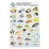 Water proof Fish Species Guide to reef fish of the Indonesia Outdoor Living