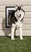 Wall Entry Pet Door - Large