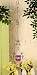 SohoDecor Charisma Collections Collection, Candle Holder - Beaux - Purple