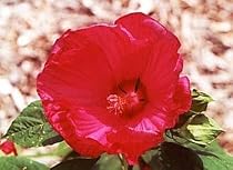 Hibiscus Disco Belle Red Perennial - 25 Plants