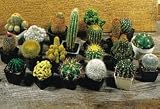 Perennial Seeds - Cactus Ornamental Blend Seeds