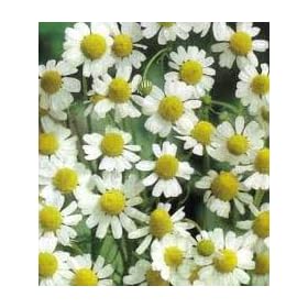 Chamomile German Essential Oil 3ml
