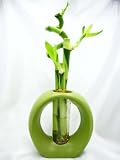 4114cH34qEL. SL160  10 Stalks Of 10 Inch Straight Lucky Bamboo