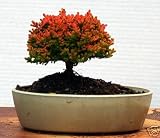 LOUSBONSAINURSERY RED CALLUNA BONSAI TREE