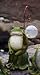 Solar Staff Frog Statuary
