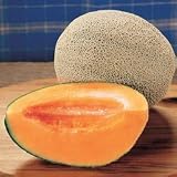 Cantaloupe Seeds - Cantaloupe Scoop II Hybrid - B0014483H8