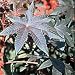 Castor Bean Seeds Packet