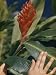 Close Up of Red Ginger Flower, also known as Ostrich Plume Ginger Photographic Poster Print by W. Robert Moore, 18x24