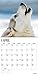 Siberian Huskies 2017 16 Month Wall Calendar 12 x 12 inches Bright Day Calendars Publishing