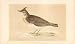 CRESTED LARK British Birds 1st Ed Morris 1851 Image