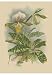Lindenia Orchids I, Art Poster