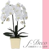 �Ӓ����z���C�g 2�e