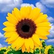 Sunflowers 100 Yellow Flowers