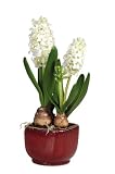 Hyacinth Silk Plant w / Glazed Pot: White - B001DQAZ50