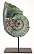 Ammonite