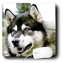 Dogs Alaska Malamute - Alaska Malamute - Mouse Pads