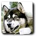 Dogs Alaska Malamute - Alaska Malamute - Mouse Pads