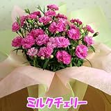 �y���������z�y��̓��M�t�g�z�J�[�l�[�V���� �}�W�J���`���`�� �~���N�`�F���[ �T�����A���y5/5~5/10�̊Ԃɂ��͂��z