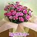�y���������z�y��̓��M�t�g�z�J�[�l�[�V���� �}�W�J���`���`�� �~���N�`�F���[ �T�����A���y5/5~5/10�̊Ԃɂ��͂��z