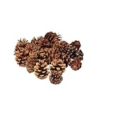 Small Pine Cone Variety Pack