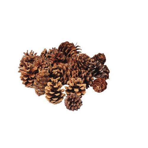 Small Pine Cone Variety Pack