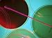 Petri Dishes Used to Hold Solid Culture Media Photographic Poster Print, 30x40