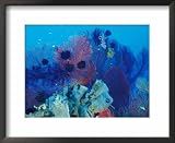 Healthy Reef System, Kimbo Bay, West New Britain, Papua New Guinea Framed Art Poster Print by Michele Westmorland, 22x18