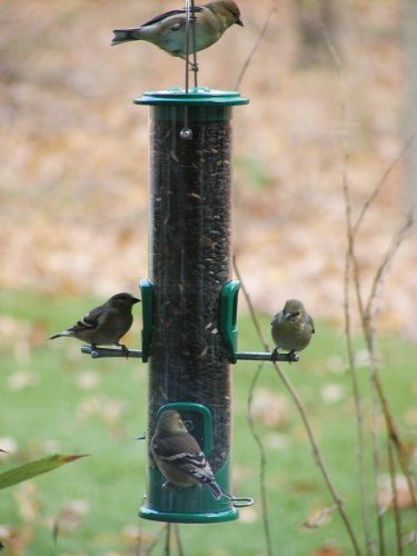 Birds Choice 1 Quart 4 Stations